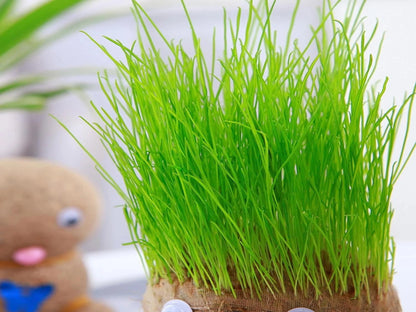 GRASS HEAD