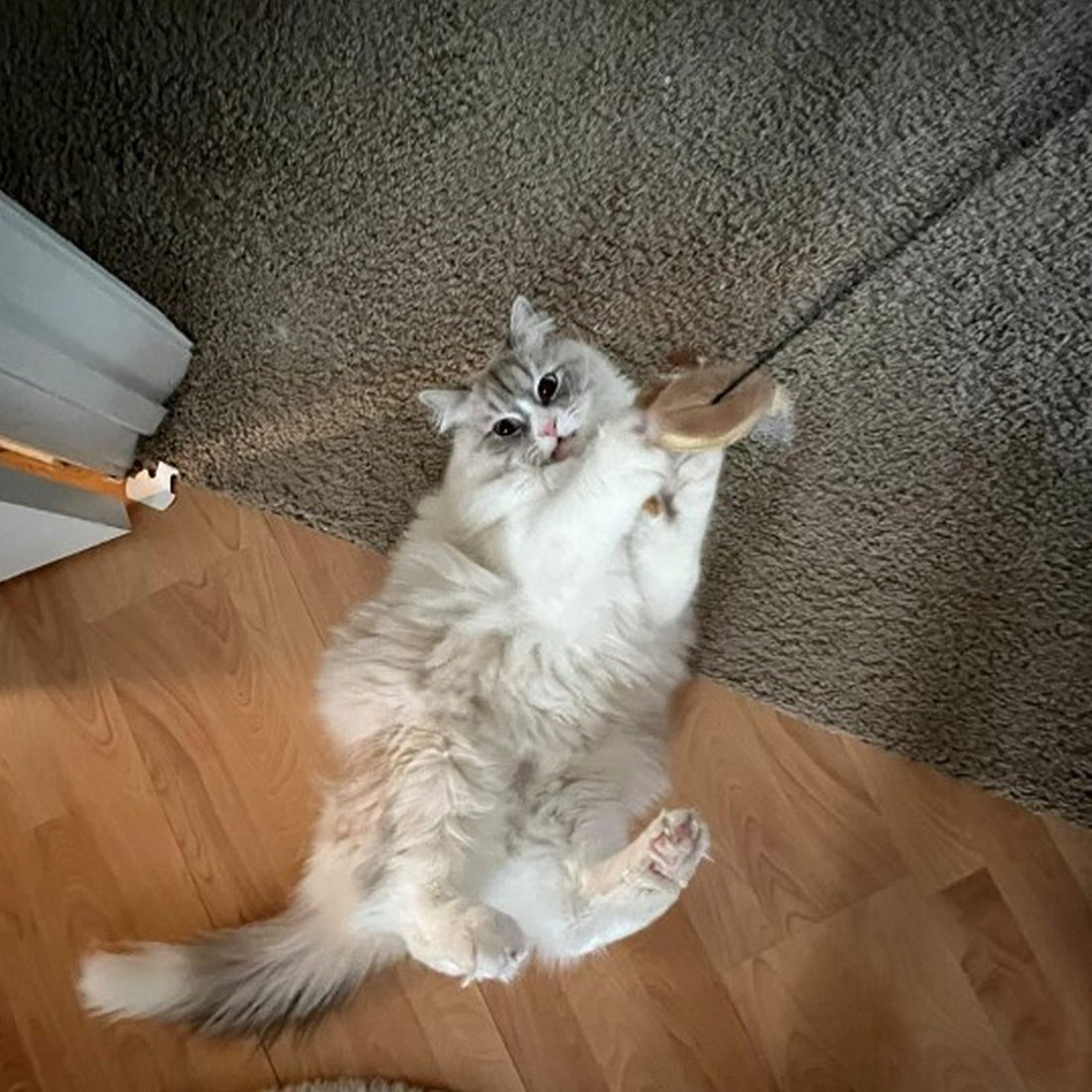 JUGUETE COLGANTE PARA GATOS