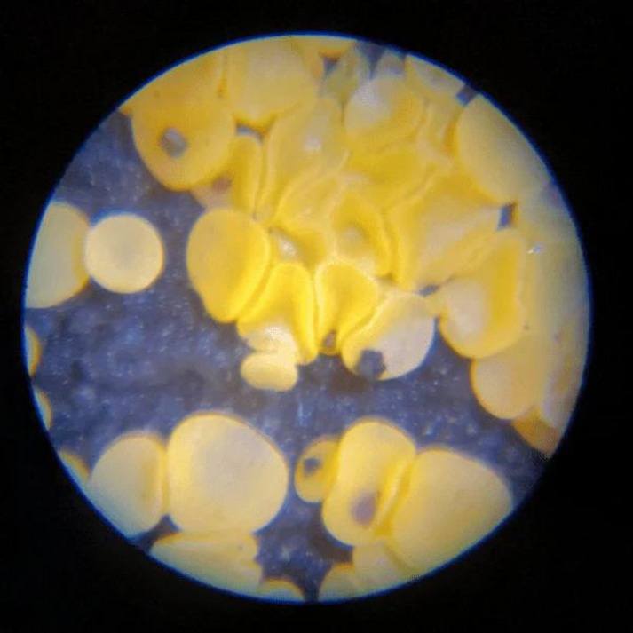 MICROSCOPIO PARA NIÑOS