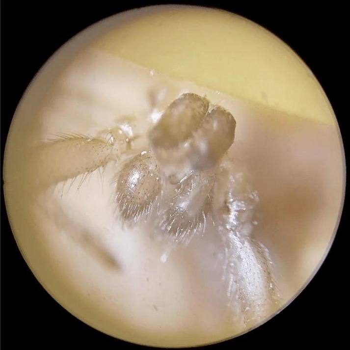 MICROSCOPIO PARA NIÑOS