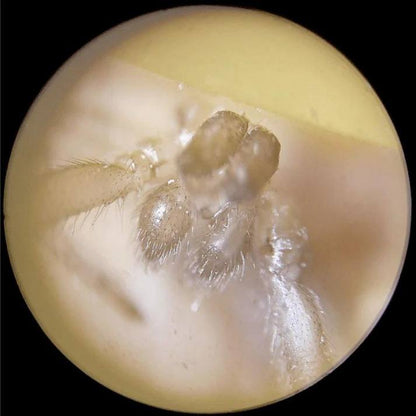 MICROSCOPIO PARA NIÑOS