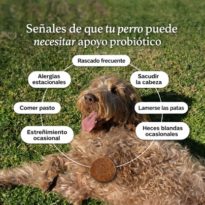 Conoce el primer probiótico masticable suave para perros clínicamente estudiado